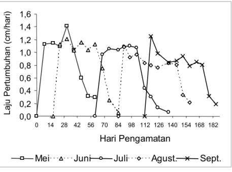 Gambar 5.  Laju pertumbuhan mingguan Enhalus acoroides setiap bulan penandaan  Figure 5