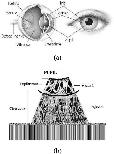 Gambar 2.1  (a) Anatomi mata (b) Stuktur iris dilihat                          dari sisi depan 
