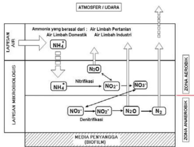 Gambar 2 : Ilustrasi dari mekanisme proses  penguraian amoniak di dalam biofilm  Menurut Harris dan Hansford (1976),  ketebalan lapisan aerobik antara 0.05-0.1 mm  dari ketebalan total lapisan biomassa yaitu  0.1-2 mm dan ketebalan lapisan biomassa  yang t