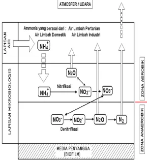 Gambar 2 : Ilustrasi dari mekanisme proses  penguraian amoniak di dalam biofilm 
