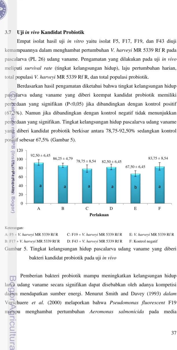 Gambar  5.  Tingkat  kelangsungan  hidup  pascalarva  udang  vaname  yang  diberi  bakteri kandidat probiotik pada uji in vivo 
