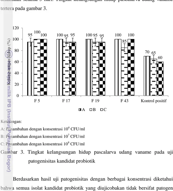 Gambar  3.  Tingkat  kelangsungan  hidup  pascalarva  udang  vaname  pada  uji  patogenisitas kandidat probiotik  