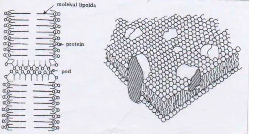 Gambar 2.2 Stuktur membran sel 