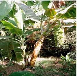 Gambar II.1. Tanaman Pisang