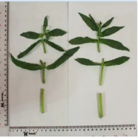 Gambar makroskopik dari tumbuhan kurmak mbelin (fluctuans Lour.) 
