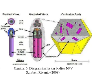 Gambar 6. Diagram inclusion bodies NPV                 