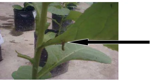 Gambar 8. Gejala NPV pada larva S. litura Sumber: Foto Langsung 