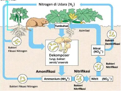 Gambar 2.1 Daur nitrogen di alam. 
