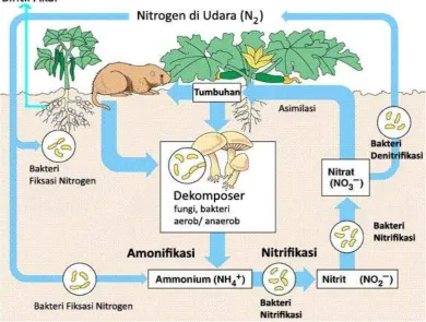 Gambar 2.1 Daur nitrogen di alam. 