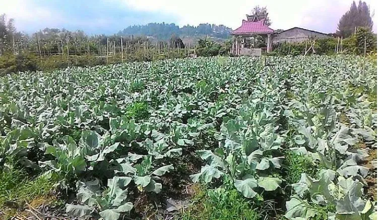 Gambar 3. Kebun Brokoli Jalan udara ujung, Desa Tengkulen, Kecamatan Berastagi Kabupaten Karo