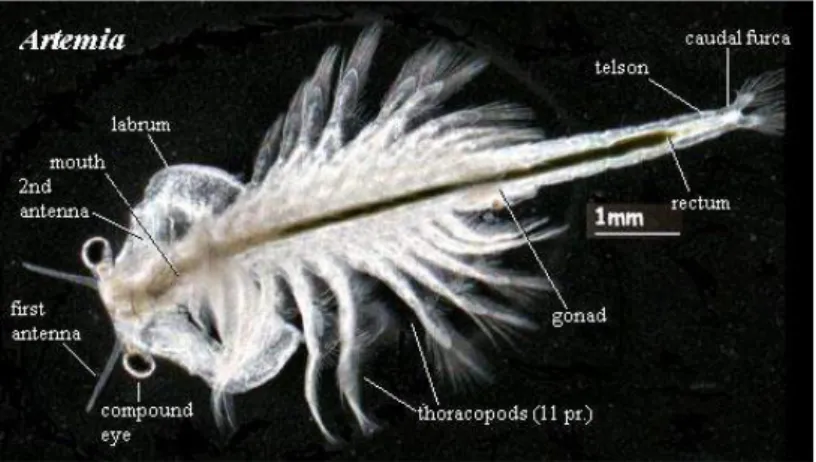 Gambar 2.1. Morfologi Artemia salina (Nybakken, 1992) 