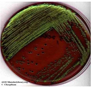 Gambar 2.2 Reaksi Biokimia (IMVIC) untuk E.coli 