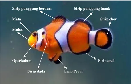 Gambar 2. Morfologi ikan badut (Amphiprion percula)      (Sumber : Lieske, 2001) 