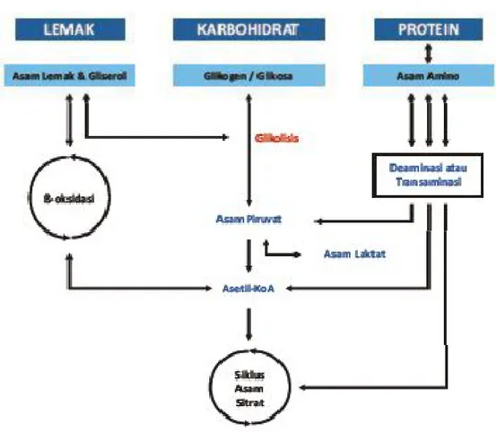 Gambar 8. Diagram Proses Metabolisme Energi Secara Aerobik 