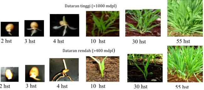 Gambar 1.   Periode perkecambahan dan Pertumbuhan tanaman gandum pada umur 2 hst hingga                         55 hst di dataran tinggi (&gt;1000 mdpl) dan dataran rendah (&lt;400 mdpl)