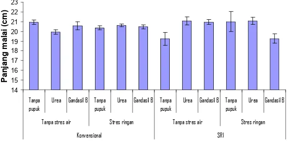 Gambar 1.  Pengaruh interaksi antara ketiga faktor perlakuan terhadap rata-rata panjang malai 