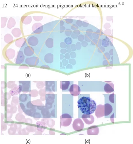 Gambar 2.4 Morfologi Stadium Plasmodium vivax pada  apusan darah tipis (a) Bentuk cincin (b) Gametosit (c) 