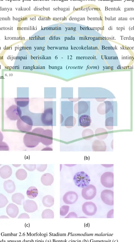 Gambar 2.6 Morfologi Stadium Plasmodium malariae  pada apusan darah tipis (a) Bentuk cincin (b) Gametosit (c) 