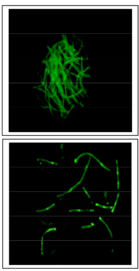 Gambar 1.  Hasil DFA terhadap dinding sel (DFA  CW) B. anthracis (pembesaran 1000x) 