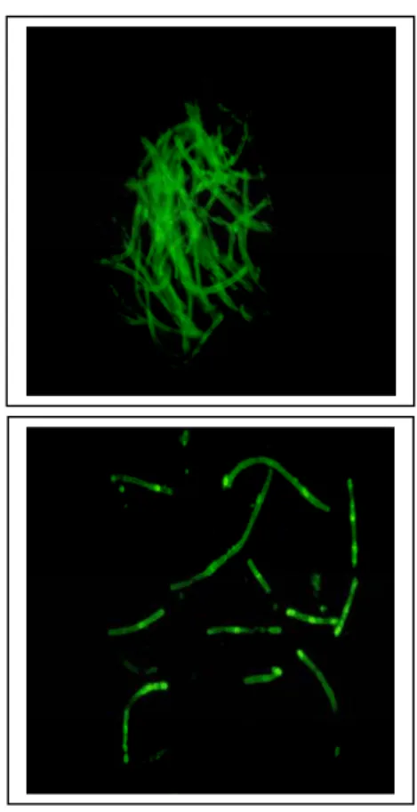 Gambar 1.  Hasil DFA terhadap dinding sel (DFA  CW) B. anthracis (pembesaran 1000x) 