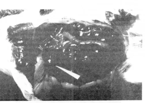 Gambar 1 . Hasil uji Biologik kuman antraks pada hewan percobaan marmot dengan bagian organ limpa yang membengkak