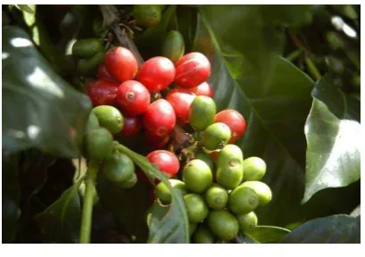 Gambar 2.1 Buah kopi 