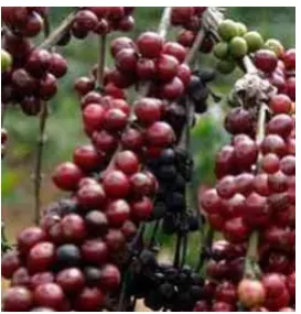 Gambar 2.2 Buah kopi robusta   