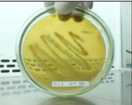 Gambar  4.  Koloni  bakteri  koliform  yang  tumbuh  pada  media  VRBA  setelah  diinkubasi 18 - 24 jam pada suhu 35 °C 
