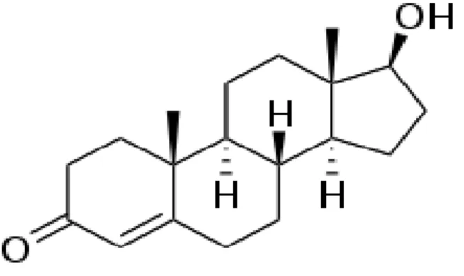 Gambar 2.2. Struktur testosteron  (Sherwood,  2007) 