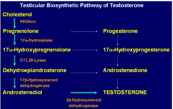 Gambar 2.3. Jalur Biosintesis testosteron (Brinkmann, 2009). 