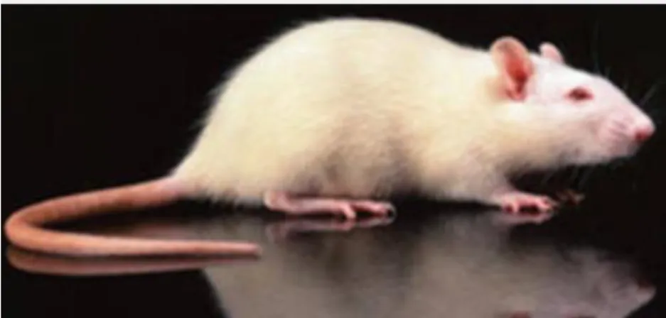 Gambar 2.5. Tikus putih (Rattus norvegicus) sebagai hewan coba   (Ramesh, 2010) 
