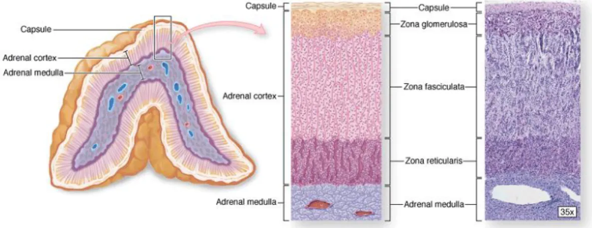 Gambar 7. perbedaan zona pada korteks adrenal 
