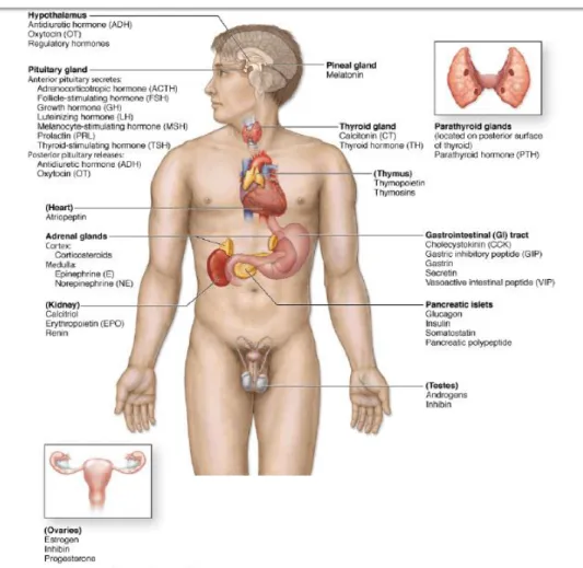 Gambar  1.  Sistem  endokrin.  Kelenjar  endokrin  dan  hormon  utama  yang  disekresikan  disebutkan  beserta lokasinya