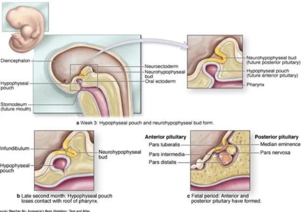 Gambar 2. Pembentukan kelenjar hipofisis. Kelenjar hipofisis terbentuk oleh 2 struktur embrionik  yang terpisah