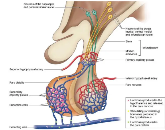 Gambar  3  sistem  portal  hipotalamo-hipofisis  dan  pelepasan  hormon  di  hipofisis