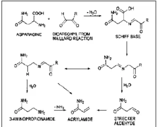 Gambar  2.  Pembentukan  akrilamida  melalui  Reaksi Mailard (WHO, 2002). 