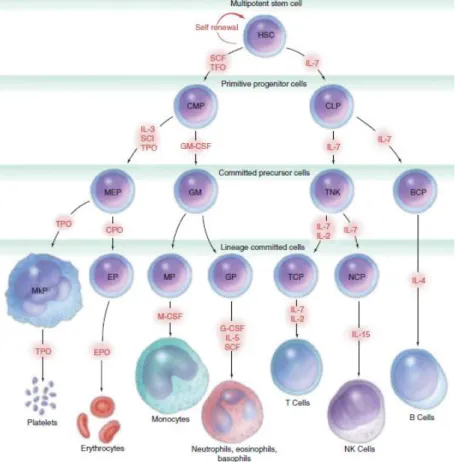 Ilustrasi 1. Bagan Hematopoiesis dan Sel Darah yang Dihasilkan (Boyd dan  Bolon, 2010) 