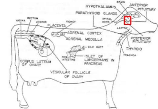 Gambar 1.2:lokasi kelenjar endokrin pada manusia dan ternak  
