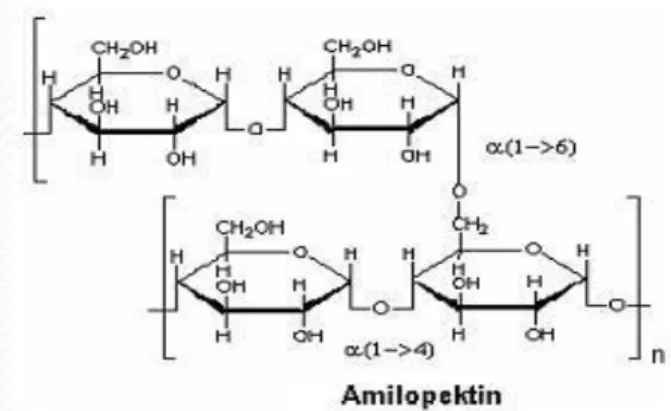 Gambar 1. Struktur molekul amilopektin (Hausler, 2009)