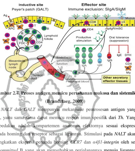 Gambar 2.4. Proses antigen memicu pertahanan mukosa dan sistemik  (Brandztaeg, 2009)) 