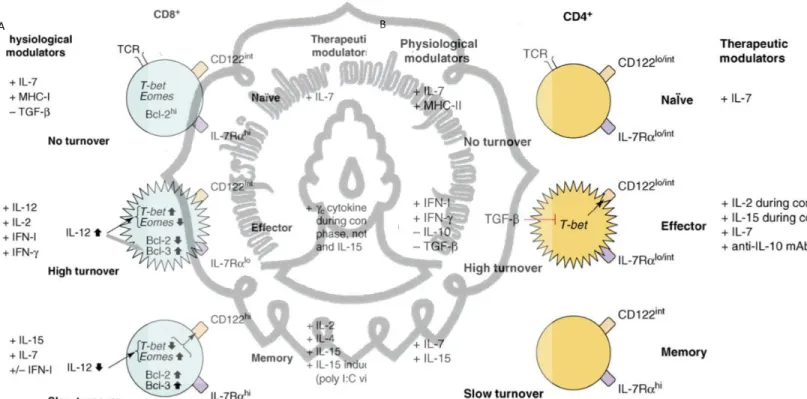 Gambar 2.5. Peranan sitokin pada mekanisme homeostasis proliferasi limfosit T CD8 +  dan CD4 +  (Boyman et al,2007) 