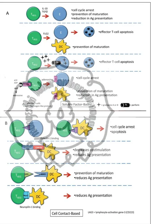 Gambar 2.6. Mekanisme inhibisi Treg terhadap proliferasi dan apoptosis  sel T efektor dan sel dendritik (Peterson, 2012) 