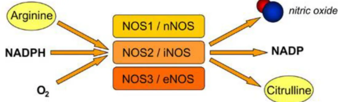 Gambar 2.2 Skema Proses Sintesis NO (Hala et al., 2001; Zhang et al., 2011) 