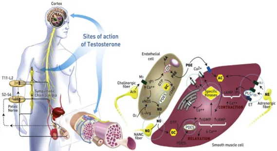 Gambar 2.8 Mekanisme Testosteron pada Ereksi Penis (Isidori, 2014) 