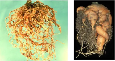 Gambar  1.    Gejala  kerusakan pada  sistem perakaran  tanaman akibat  dari serangan  nematoda (Foto: Lambert &amp; Bekal, 2002)