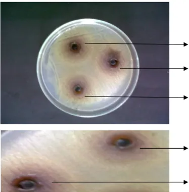 Gambar  1.  Zona  hambat  ekstrak  daun  katuk  (Sauropus  androgynus  L)  terhadap  pertumbuhan  bakteri  Staphylococcus  aureus  pada  media  Muller  hinton  agar  dengan  sumuran  yang  berisi  ekstrak daun katuk (Sauropus androgynus L) 100% (1); 80% (2
