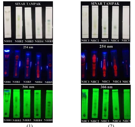 Gambar 3. Hasil  KLT  fraksi (1) NHB dan (2) NHC dengan eluen n-heksana:etil asetat (8:2)  diamati pada sinar tampak, sinar UV 254 nm, dan 366nm 