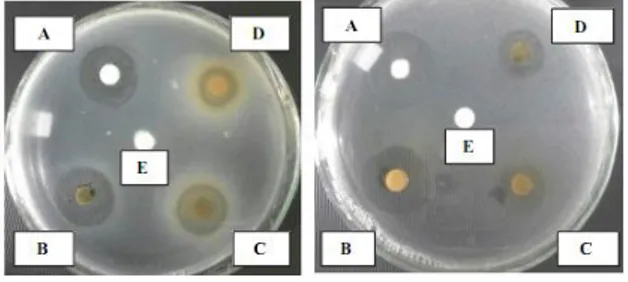 Gambar  2.  Foto  hasil  uji  daya  hambat  ekstrak  etanol  daun  beluntas  terhadap  bakteri  Staphylococcus  aureus  (kiri)  dan  Pseudomonas  aeruginosa  (kanan)  setelah inkubasi 48 jam pada suhu 37 0 C