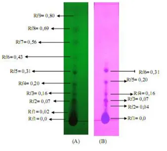 Gambar  5.  Profil  Kromatografi  Lapis  Tipis  ekstrak etanol daun beluntas dengan  fase  diam  Silica  Gel  GF  60  F 254