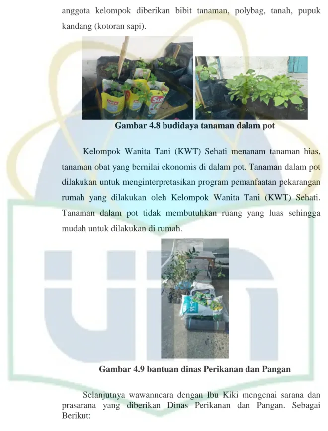 Gambar 4.8 budidaya tanaman dalam pot 